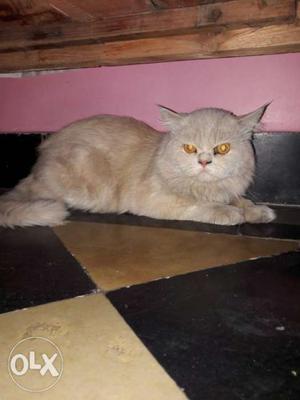 Persian male cat cream colour perfect for mating