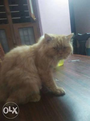 Persian punch face Double bone breed Very fit Male