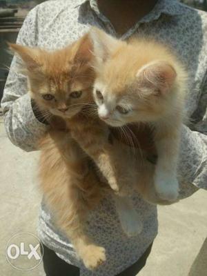 Persion cat male and female very active and