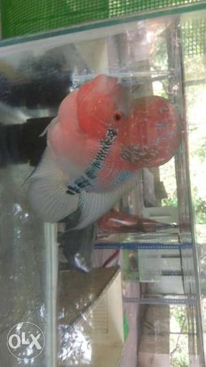 Pink And Red Flowerhorn Cichlid