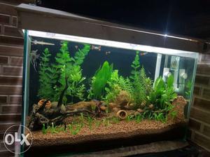 Plantation fish tank full set with fish and