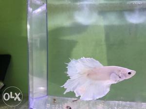 Pure Pearl white male betta fish imported quality. Fixed