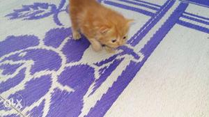 Pure Persian cat available for sale