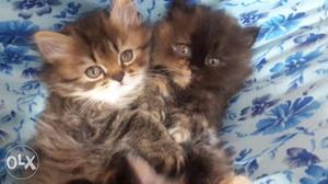 Pure Persian kittens male & female exactly 8 week