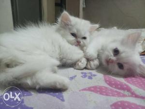 Pure white Persian kitten with blue eyes