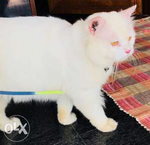 Pure white persian cat for sale..! Contact for