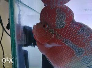Red dragon flower horn fish(8inch)..very active