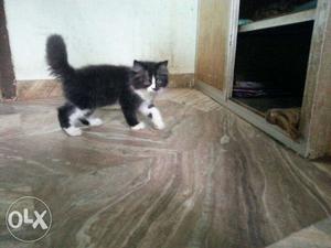 Semi punch black and white female kitten