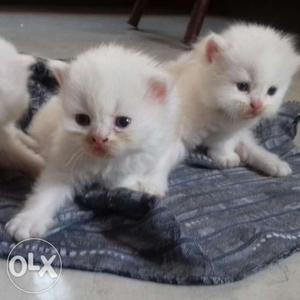 Semi punch face white Persian kittens for sale