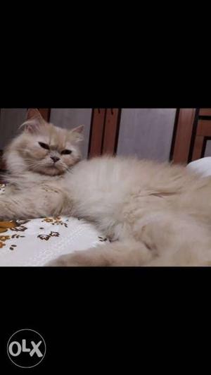 Semi punch male persian cat. proven