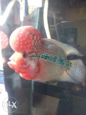 Super Red Dragon flowerhorn Imported from bangkok