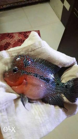 Super red dragon flowerhons fish for sell