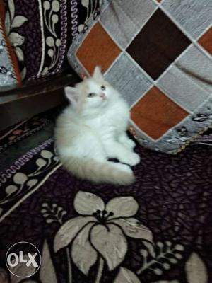 Tabby Persian Kittens available