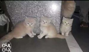 Three Brown Fur Kittens