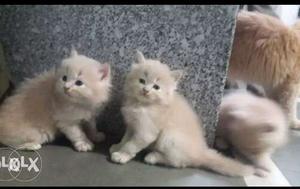 Three Long-fur Brown Kittens