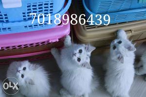 Tripple fur coated pure breed Persian kittens
