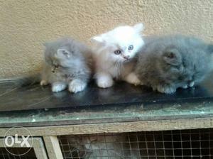 Two Blue And One White Long-coated Kittens