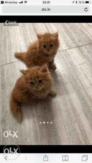 Two Brown Persian Kittens Screenshot