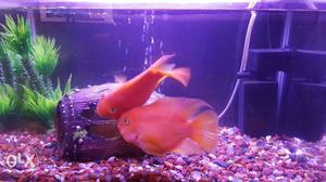Two Orange Fishes