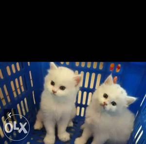 Two White Persian Kitten