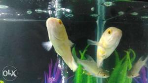 Two Yellow oscar Fishes