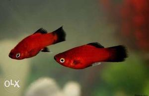Two platy fishes