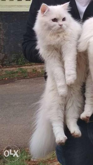 Urgent sale malepersion cat long hair.1 years old.snow