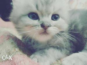 Urgent sale persian cat only 1 month old...