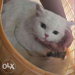 White Persian Female cat she is expecting very