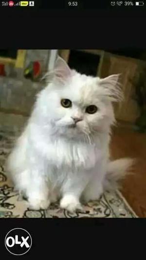 White Persian cat age 4 months 15days 7k fixed