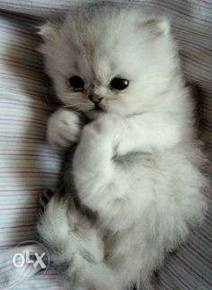 White color pure persian kitten for sale in delhi