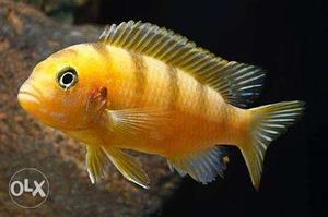 Yellow African Cichlid pair (Fixed Price)