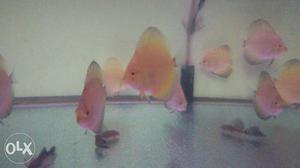 Yellow Crystal Discus fish in 2 inch.