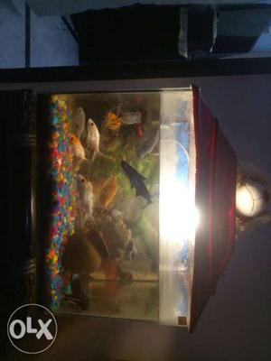 2 month old aquarium with fish's