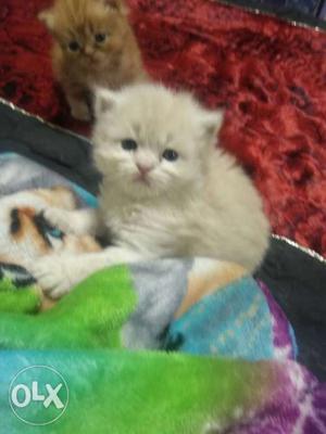 3 Persian kitten