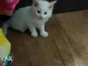 3 White Colour Male Kittens For Sale