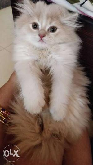 3 month old Persian cat female kitten available