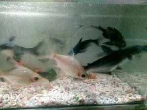 9 big fishes urgent sale