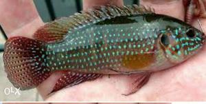 African jewel cichlid pair for rs90. minimum
