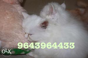 All Colours Of Persian Kittens Available. All