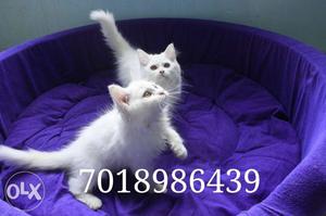 All types of pure breed Persian kittens and