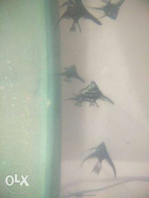 Angel Fish only 50 RS pair