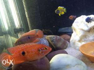 Aquarium fish for sale red Jewel fish 3 piece for