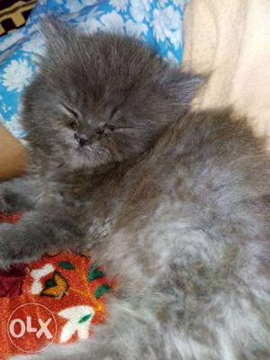Bangkok breed kitten very cute and play full, only for 15k,