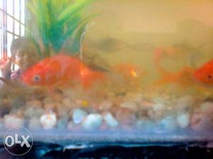 Beta breeding size female 5 pc Koi carp fish 20pc gold fish