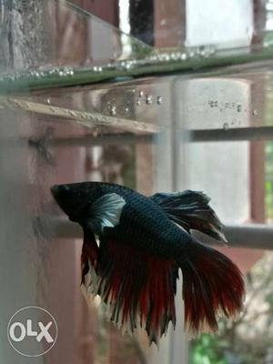 Betta for sale rs150 to rs300 betta breeding pair