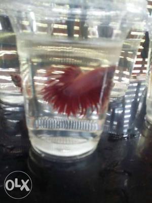 Betta pair for sale. pure crowntail pair