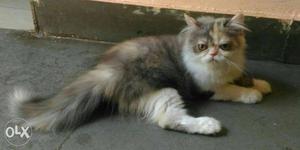 Black, Brown, And White Persian Cat