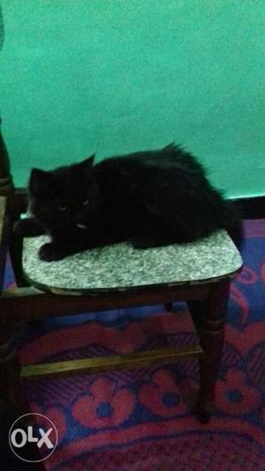 Black persian cat long furr. potty train 5 months