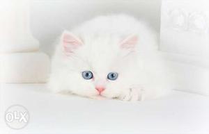 Blue Eye Persian Kittens Available